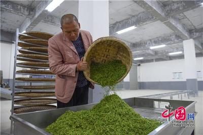貴陽荔波 與春花爭“鮮” 茶農(nóng)搶采“明前茶”